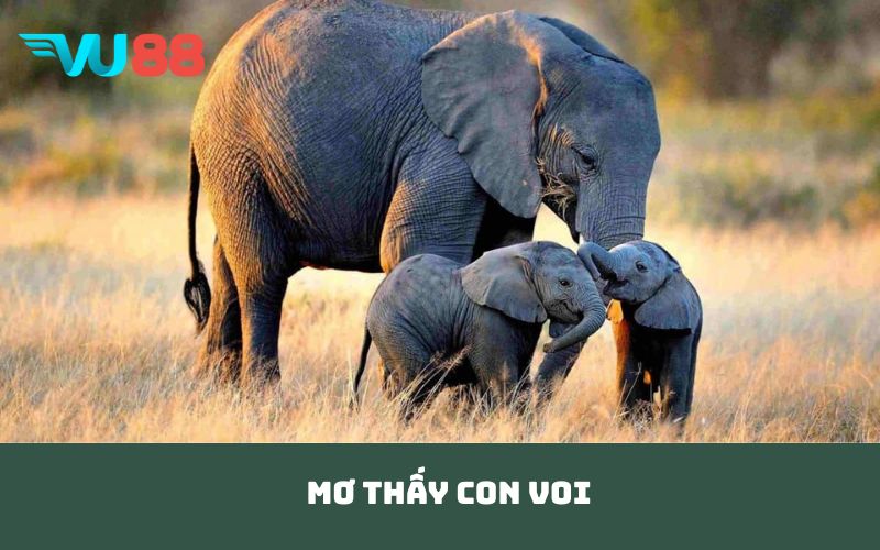 mơ thấy con voi